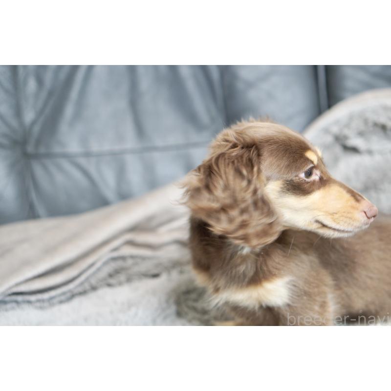 販売中の滋賀県のカニンヘンダックスフンド(ロングヘアード)-450889の9枚目