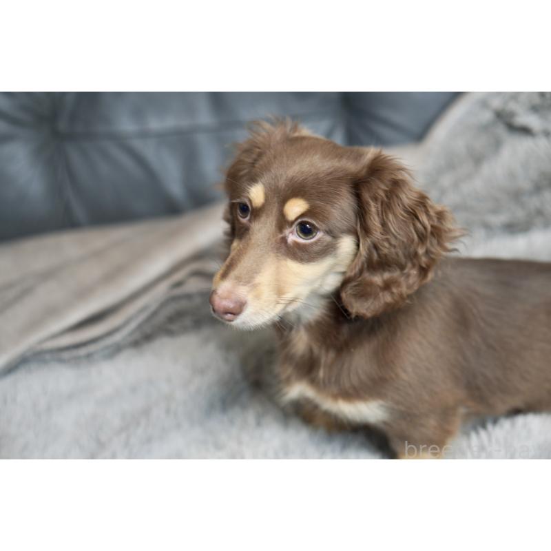 販売中の滋賀県のカニンヘンダックスフンド(ロングヘアード)-450889の8枚目