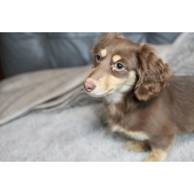 販売中の滋賀県のカニンヘンダックスフンド(ロングヘアード)-450889の7枚目