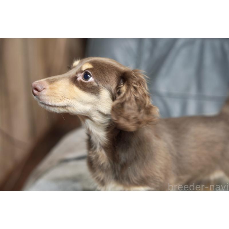 販売中の滋賀県のカニンヘンダックスフンド(ロングヘアード)-450889の6枚目