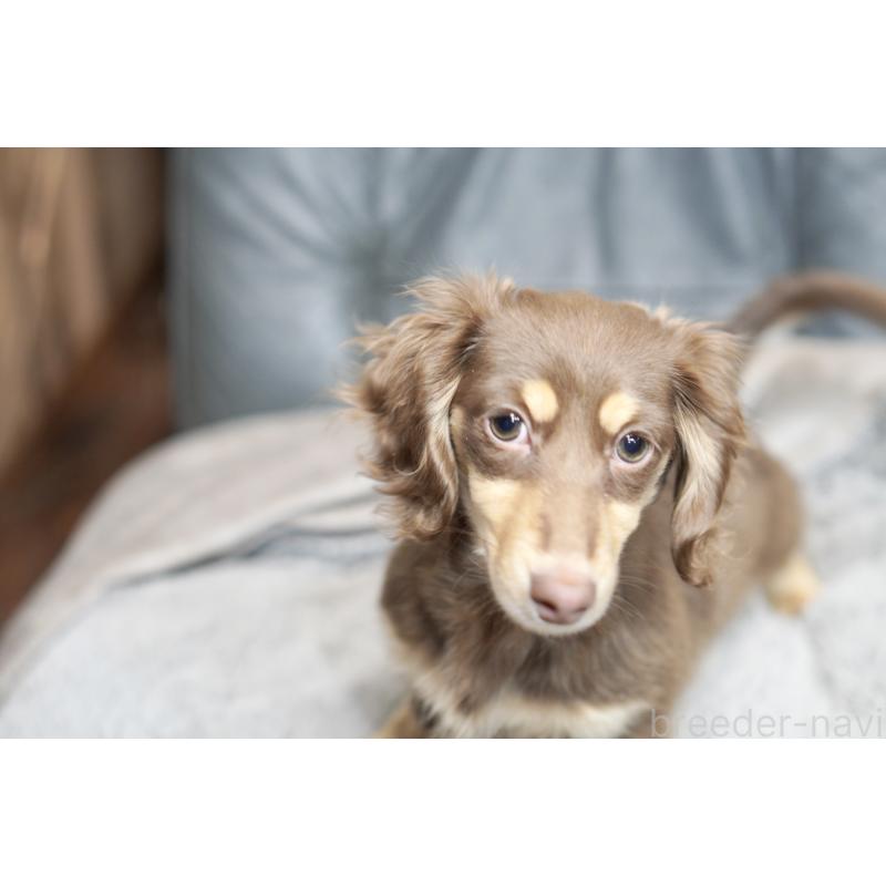 販売中の滋賀県のカニンヘンダックスフンド(ロングヘアード)-450889の5枚目