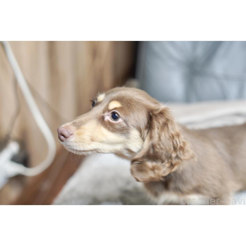 販売中の滋賀県のカニンヘンダックスフンド(ロングヘアード)-450889の4枚目