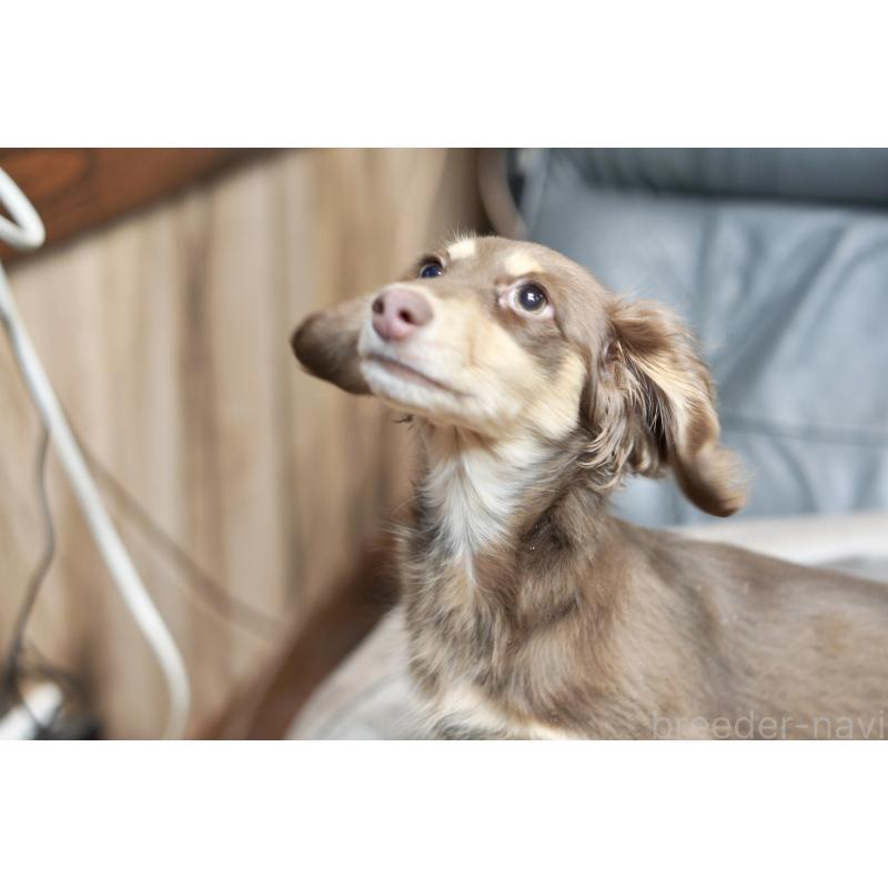 販売中の滋賀県のカニンヘンダックスフンド(ロングヘアード)-450889の3枚目