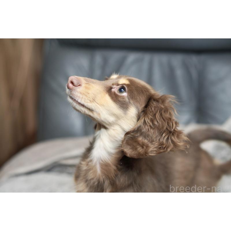 販売中の滋賀県のカニンヘンダックスフンド(ロングヘアード)-450889の2枚目