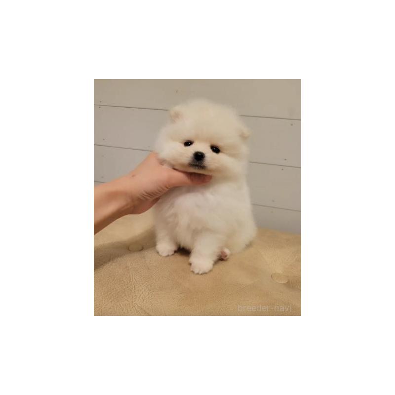 販売中の滋賀県のポメラニアン-450890の1枚目