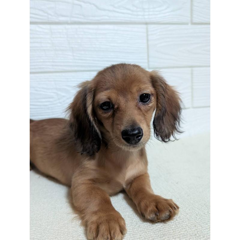 販売中の宮崎県のミニチュアダックスフンド(ロングヘアード)-450891の6枚目