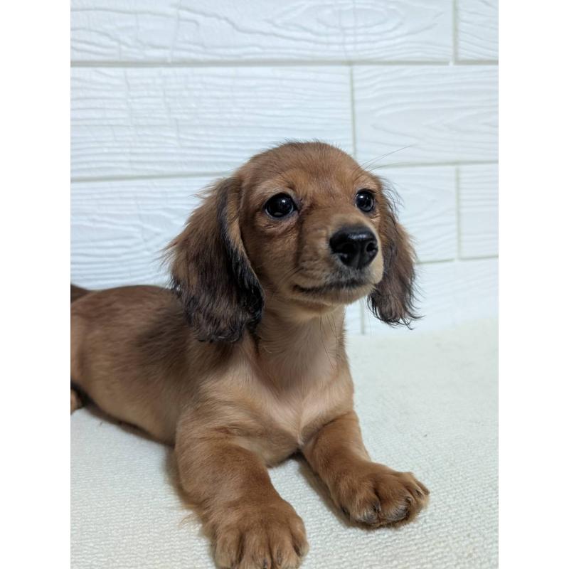 販売中の宮崎県のミニチュアダックスフンド(ロングヘアード)-450891の5枚目