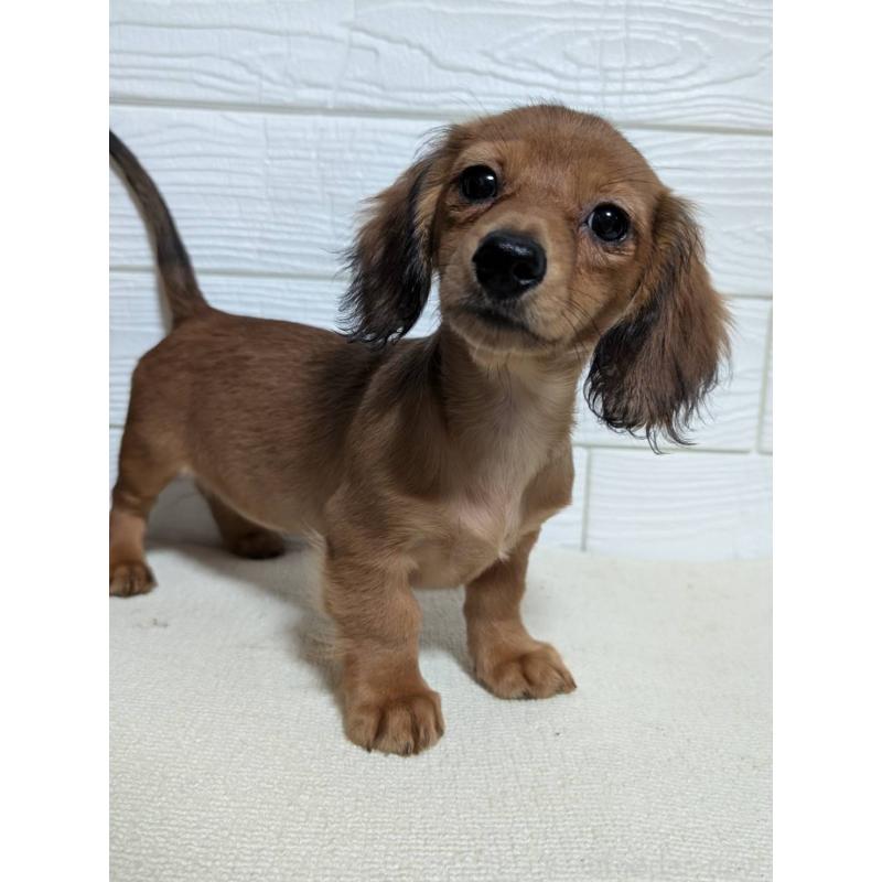 販売中の宮崎県のミニチュアダックスフンド(ロングヘアード)-450891の1枚目