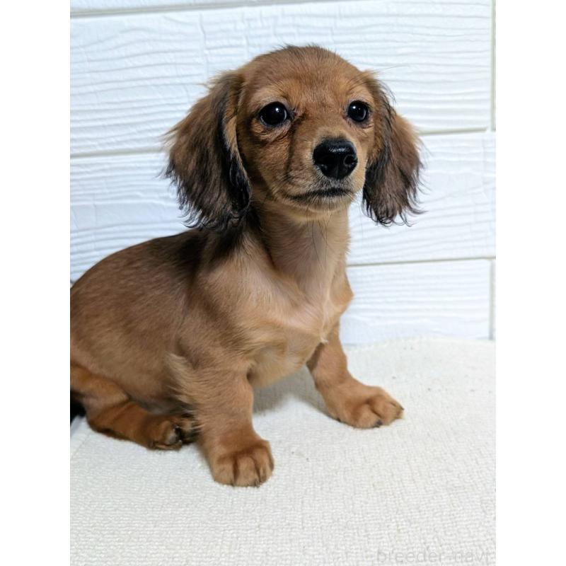 販売中の宮崎県のミニチュアダックスフンド(ロングヘアード)-450891の3枚目