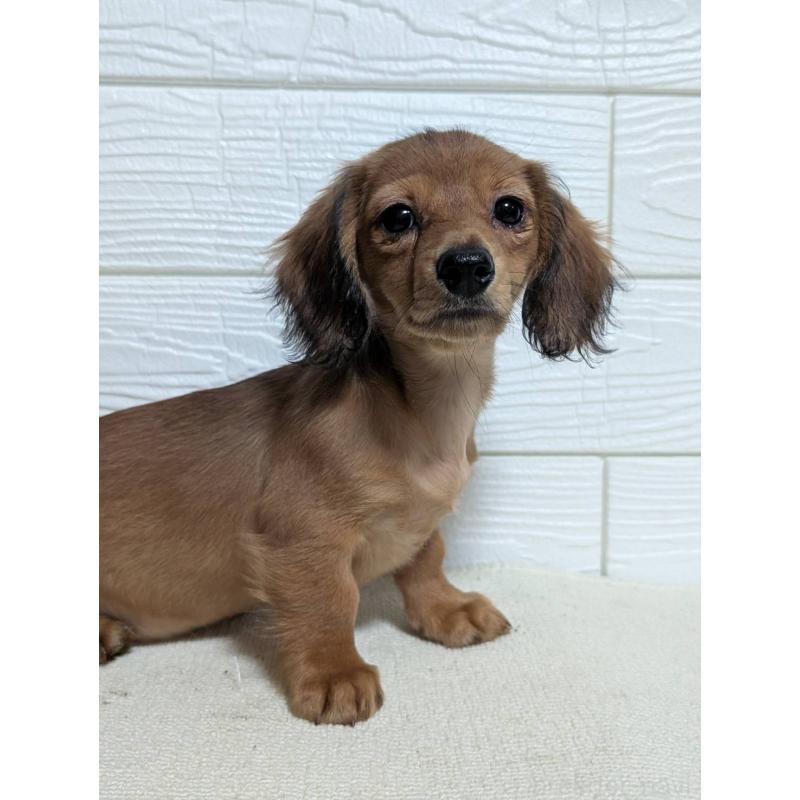 販売中の宮崎県のミニチュアダックスフンド(ロングヘアード)-450891の2枚目