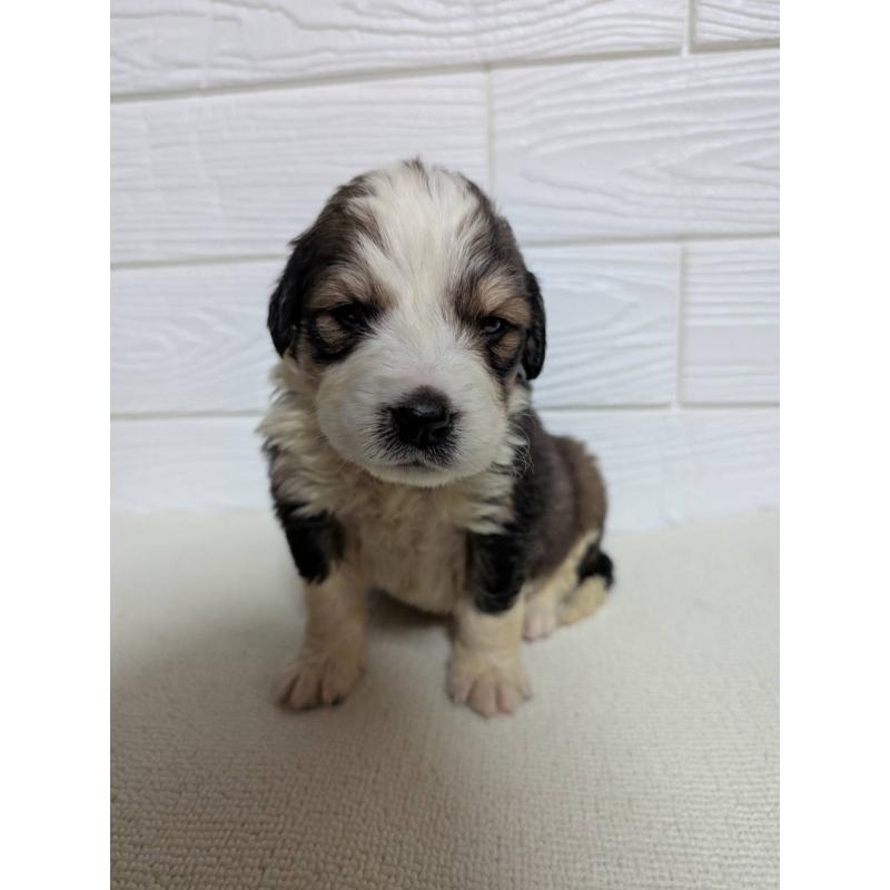 販売中の宮崎県のミックス犬-450893の7枚目