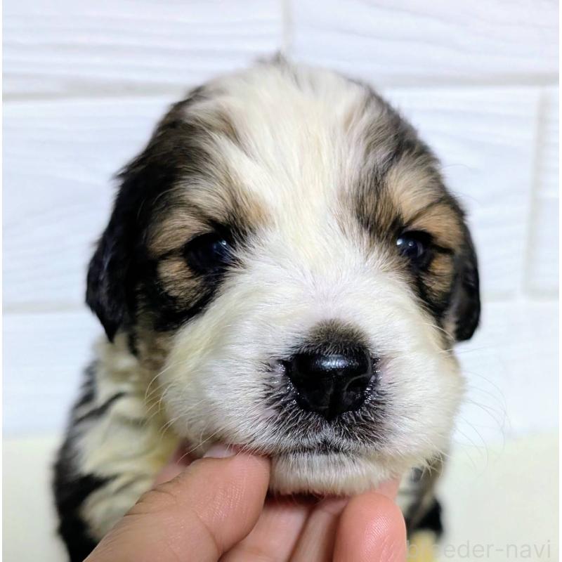 販売中の宮崎県のミックス犬-450893