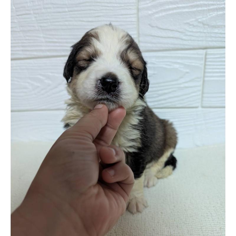 販売中の宮崎県のミックス犬-450893の6枚目