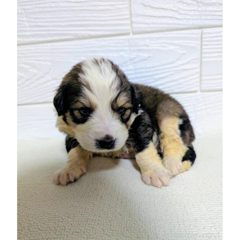 販売中の宮崎県のミックス犬-450893の5枚目