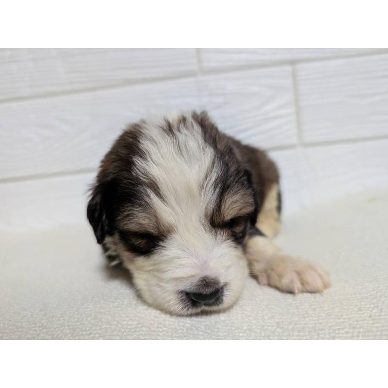 販売中の宮崎県のミックス犬-450893の4枚目