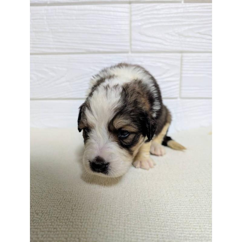 販売中の宮崎県のミックス犬-450893の3枚目