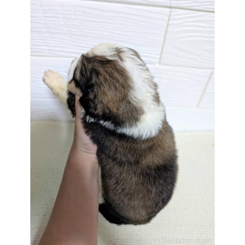 販売中の宮崎県のミックス犬-450893の2枚目