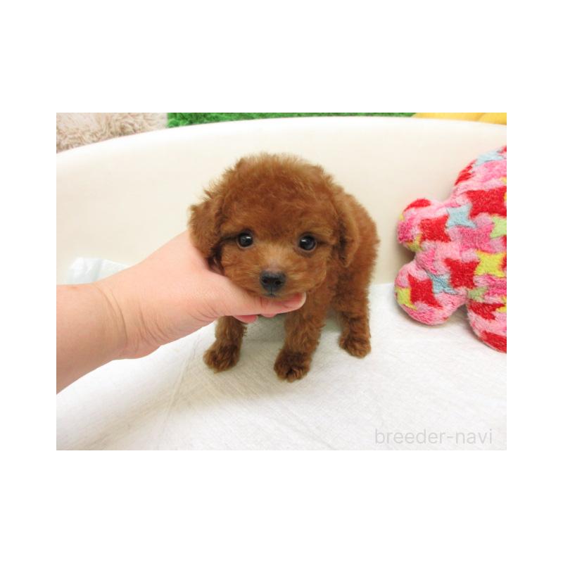 販売中の大阪府のトイプードル-450902の2枚目