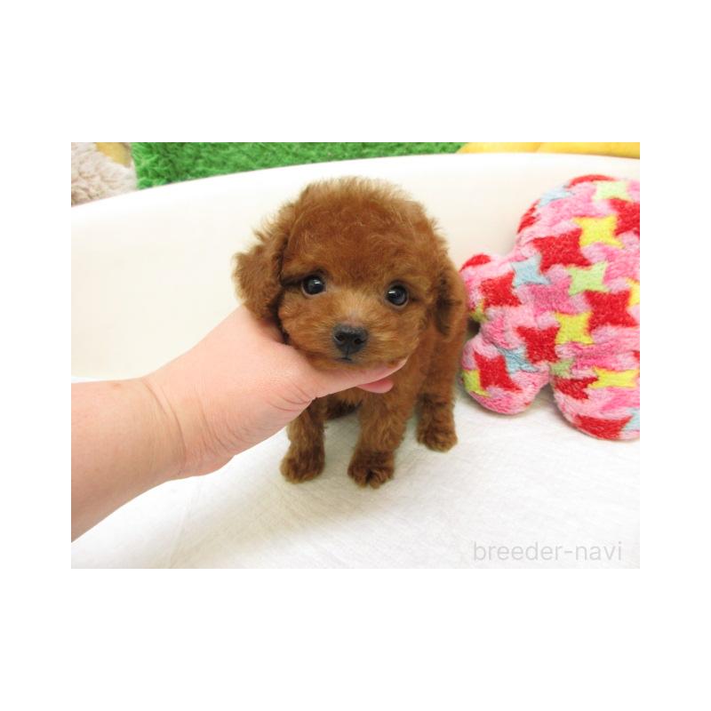 販売中の大阪府のトイプードル-450902