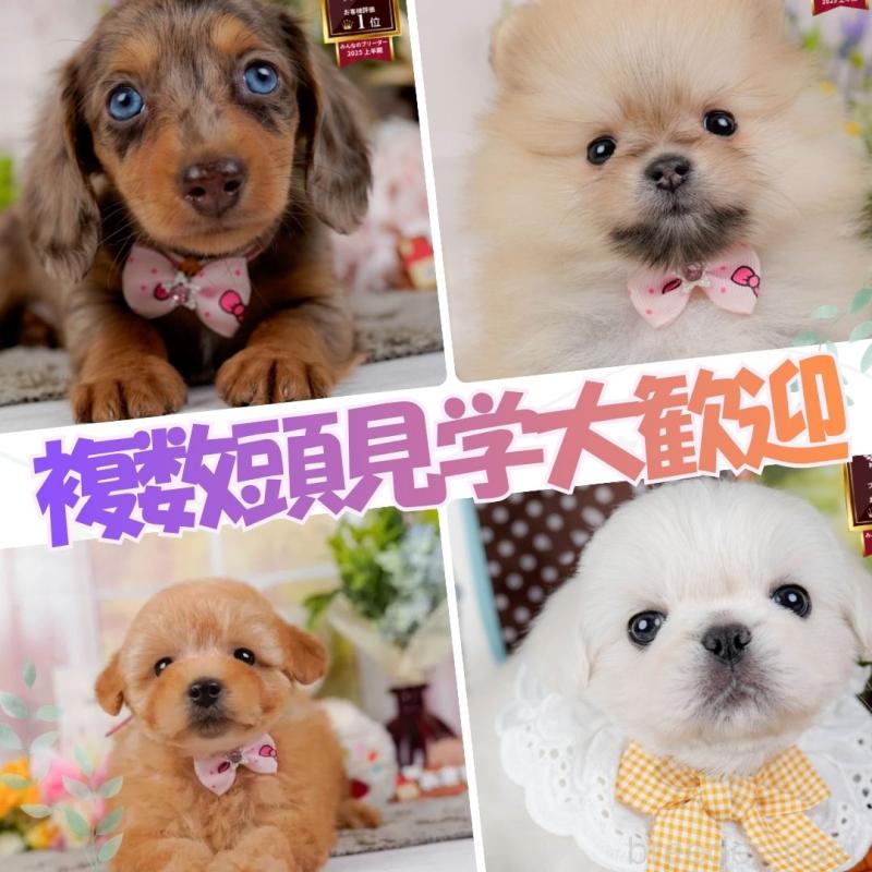 販売中の神奈川県のポメラニアン-441142の2枚目