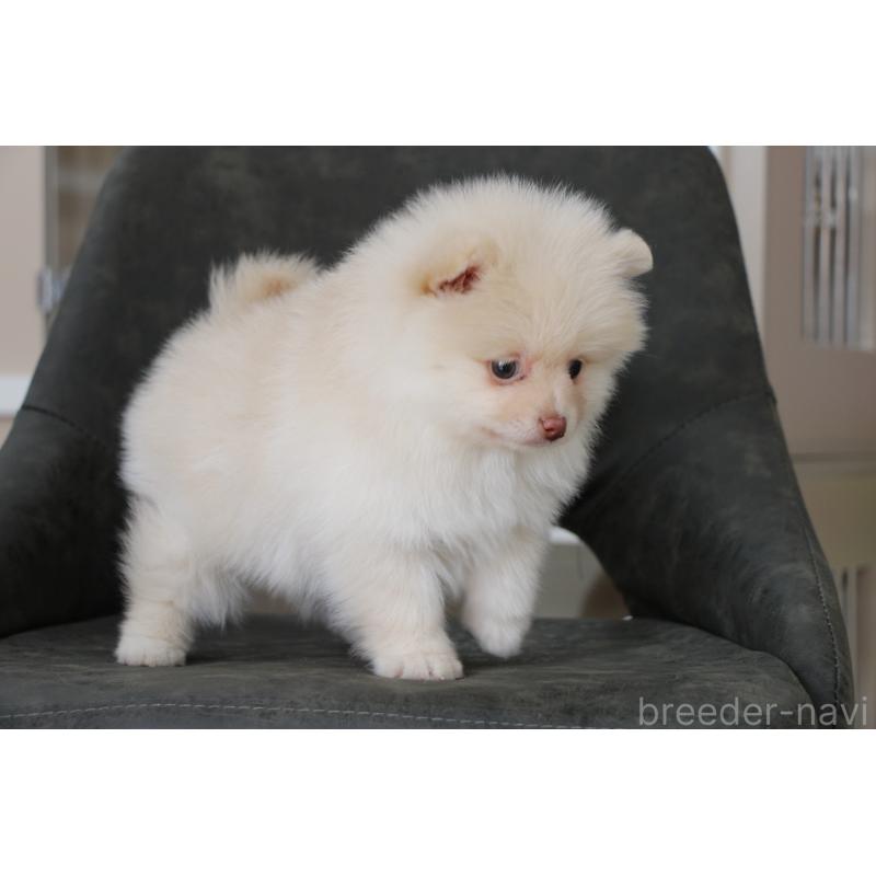 販売中の大阪府のポメラニアン-450906の6枚目