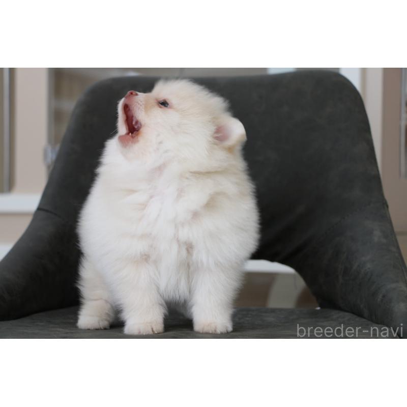 販売中の大阪府のポメラニアン-450906の5枚目