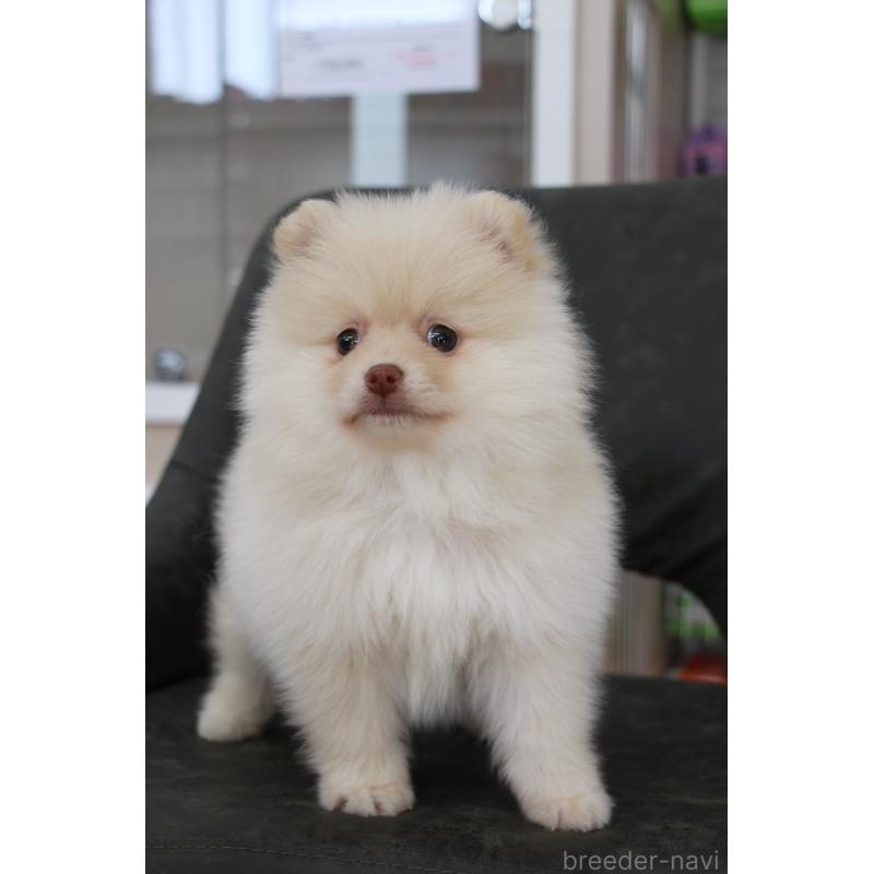 販売中の大阪府のポメラニアン-450906の4枚目