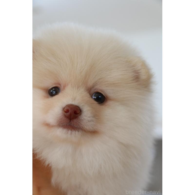 販売中の大阪府のポメラニアン-450906の3枚目