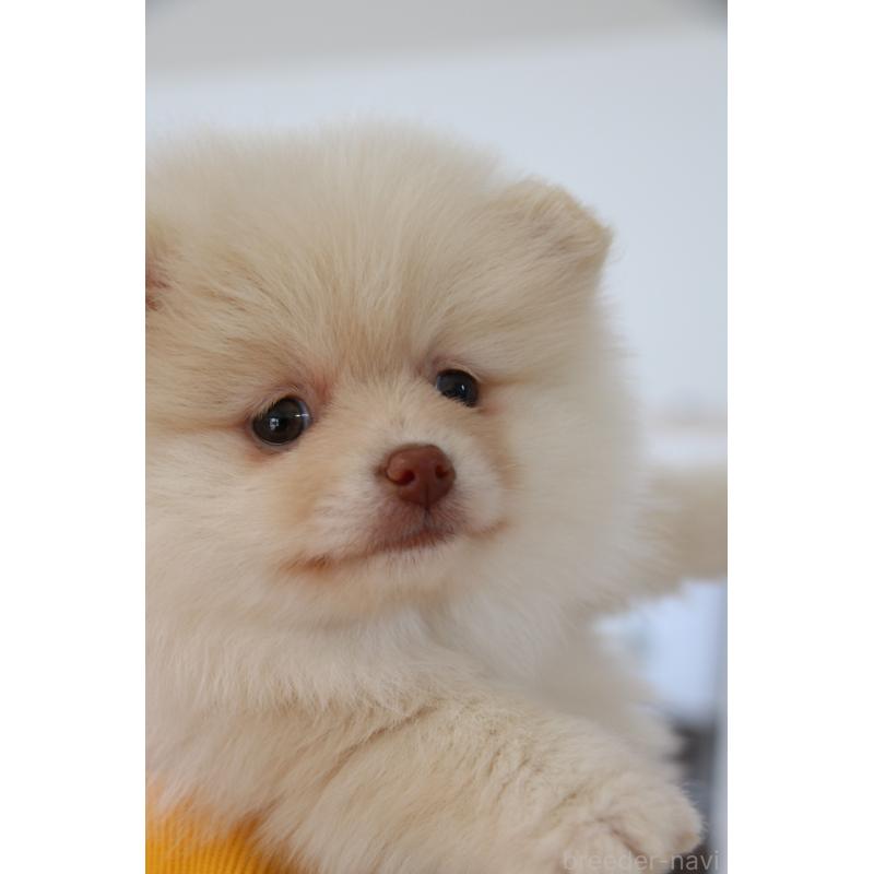 販売中の大阪府のポメラニアン-450906の2枚目