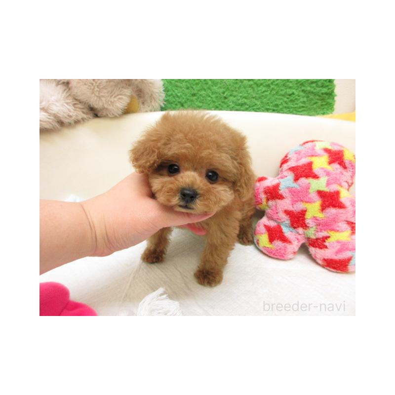 販売中の大阪府のトイプードル-450907の2枚目