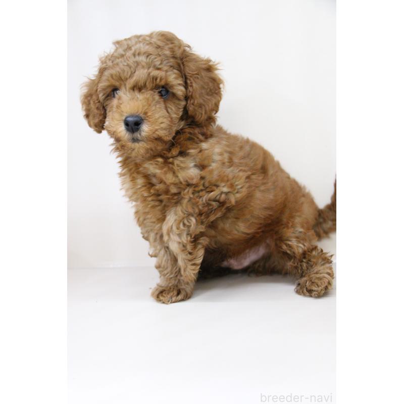 販売中の大阪府のトイプードル-450909の9枚目