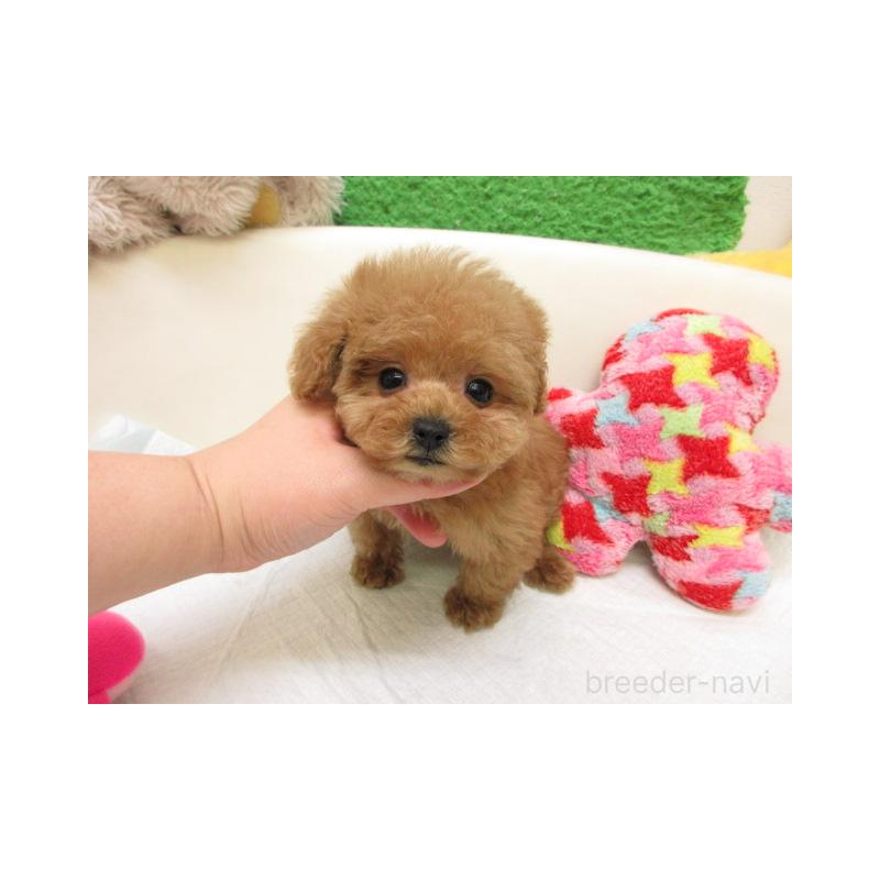 販売中の大阪府のトイプードル-450907の1枚目