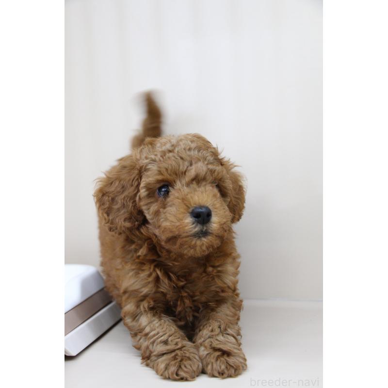 販売中の大阪府のトイプードル-450909の8枚目