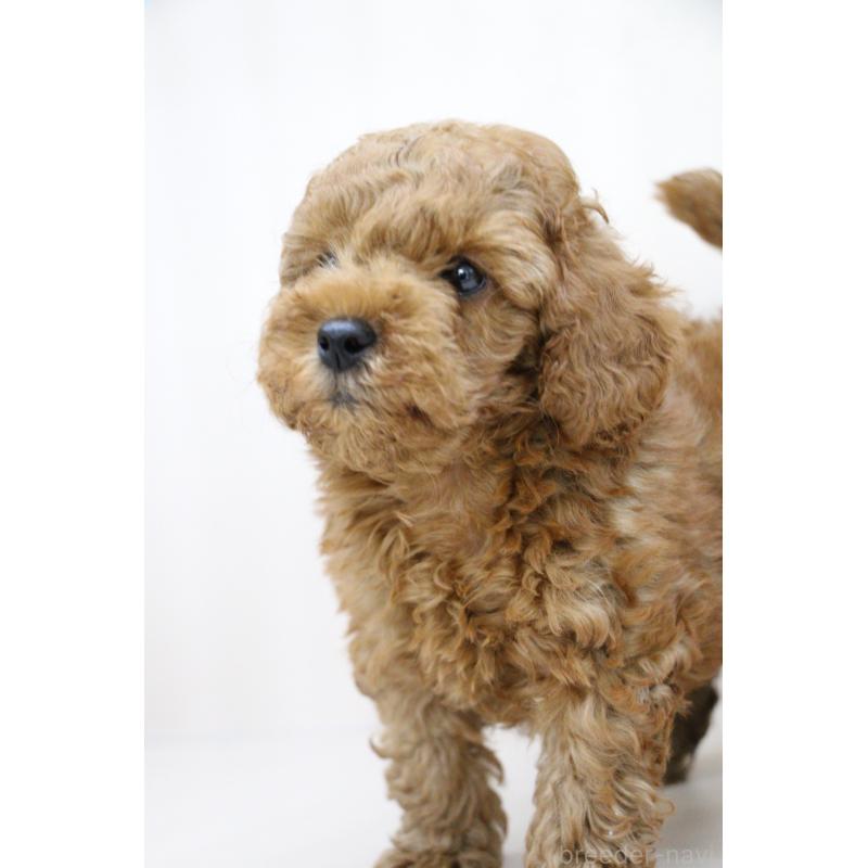 販売中の大阪府のトイプードル-450909の7枚目