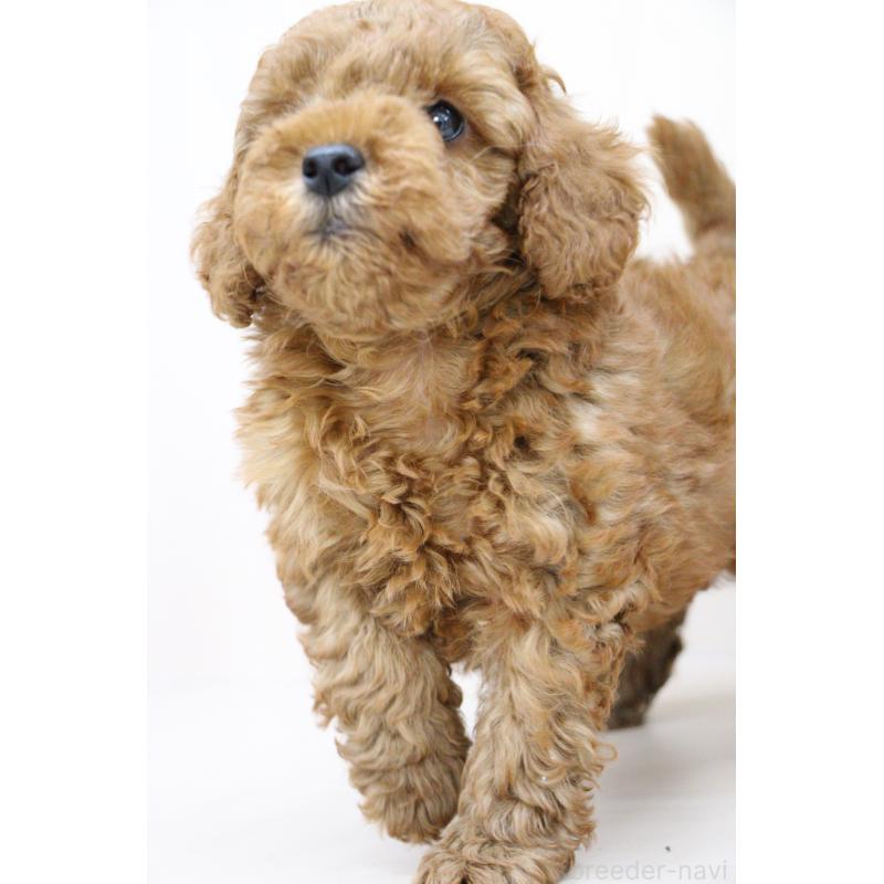 販売中の大阪府のトイプードル-450909の6枚目