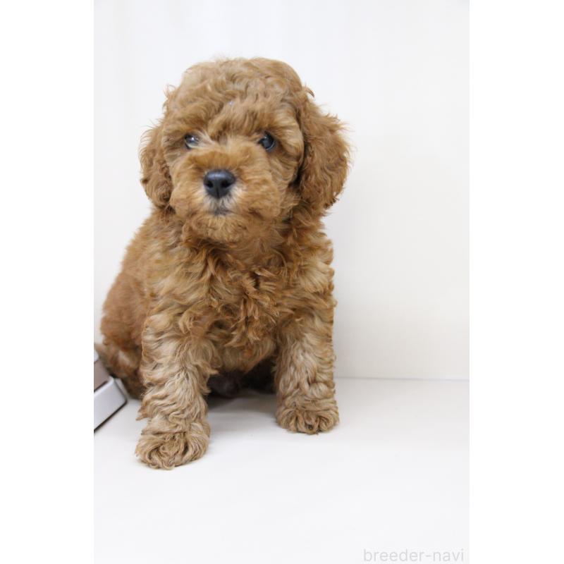 販売中の大阪府のトイプードル-450909の5枚目