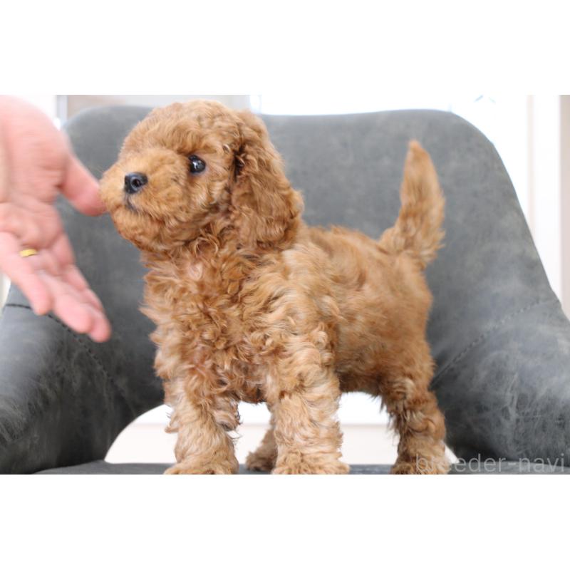 販売中の大阪府のトイプードル-450909の4枚目