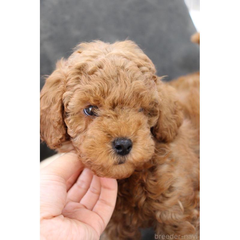 販売中の大阪府のトイプードル-450909の3枚目
