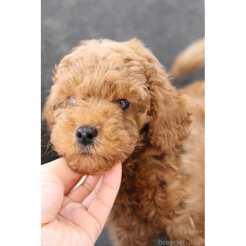 販売中の大阪府のトイプードル-450909の2枚目