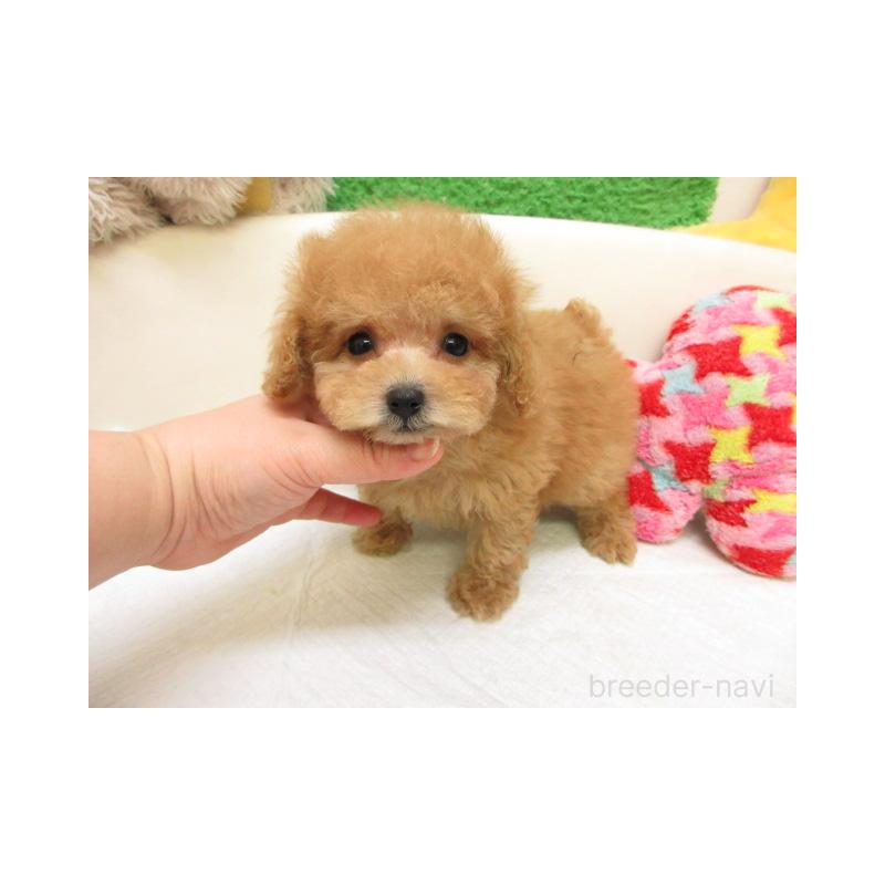 販売中の大阪府のトイプードル-450911の2枚目