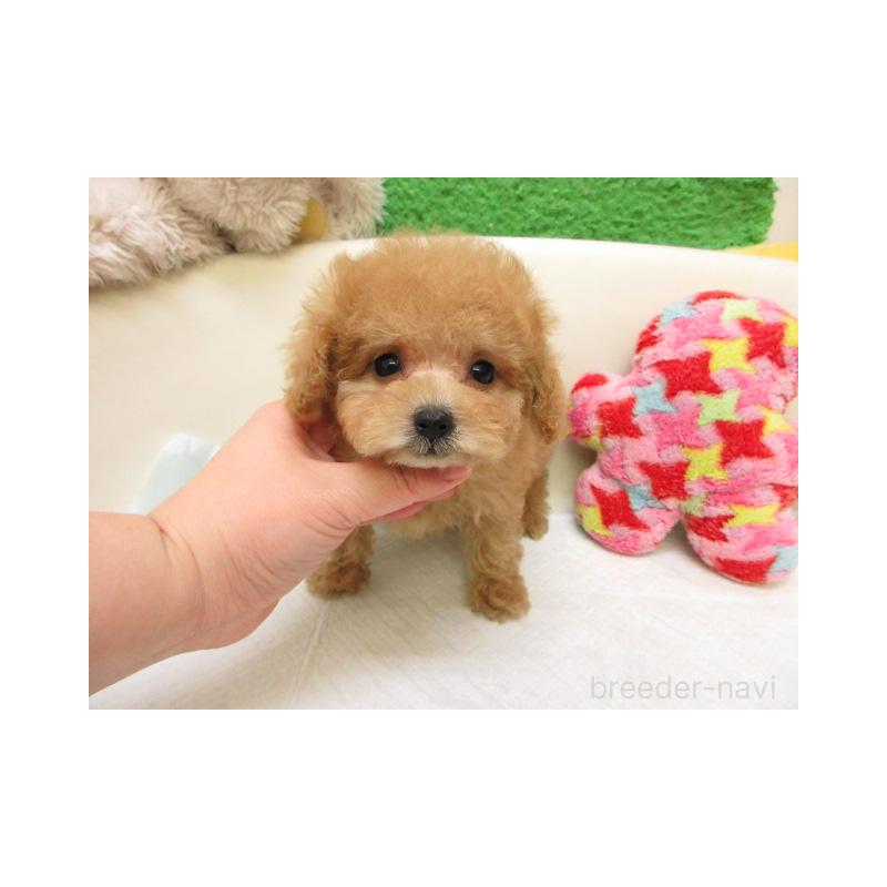 販売中の大阪府のトイプードル-450911