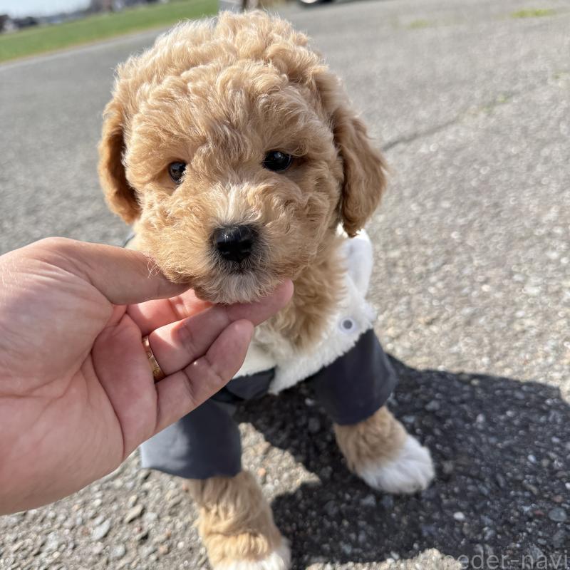 販売中の岐阜県のビションプー:ビションフリーゼ×トイプードル-450916の4枚目