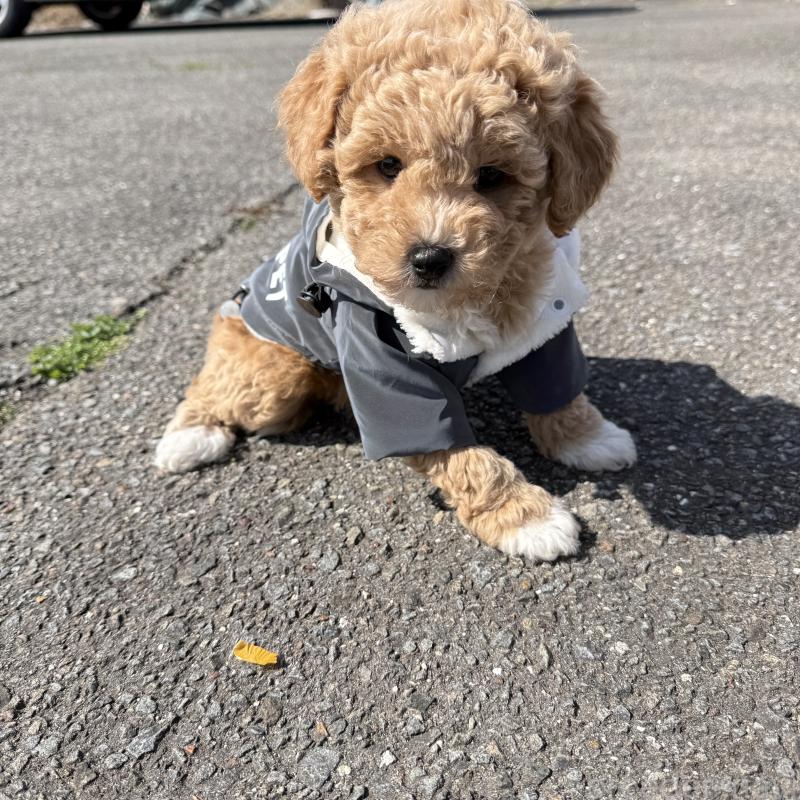 販売中の岐阜県のビションプー:ビションフリーゼ×トイプードル-450916の3枚目