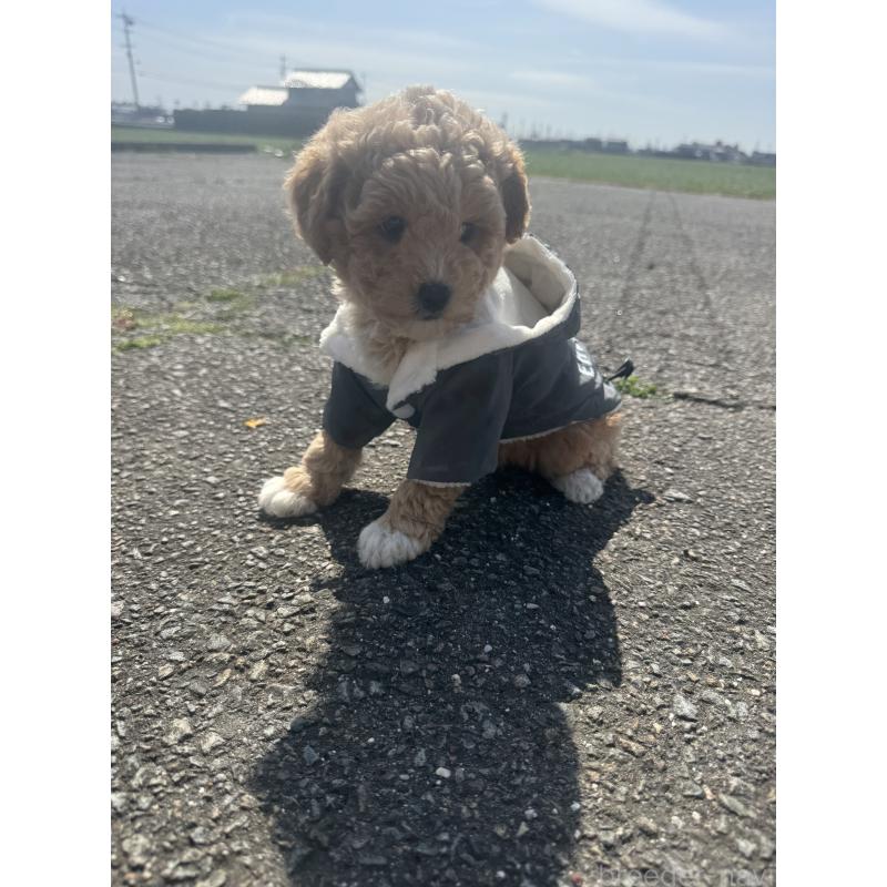 販売中の岐阜県のビションプー:ビションフリーゼ×トイプードル-450916の2枚目