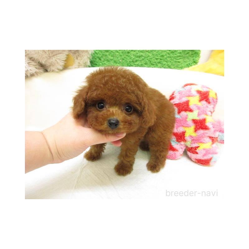 販売中の大阪府のトイプードル-450917の2枚目