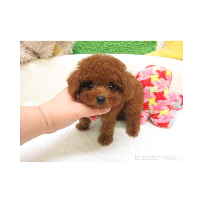 販売中の大阪府のトイプードル-450917