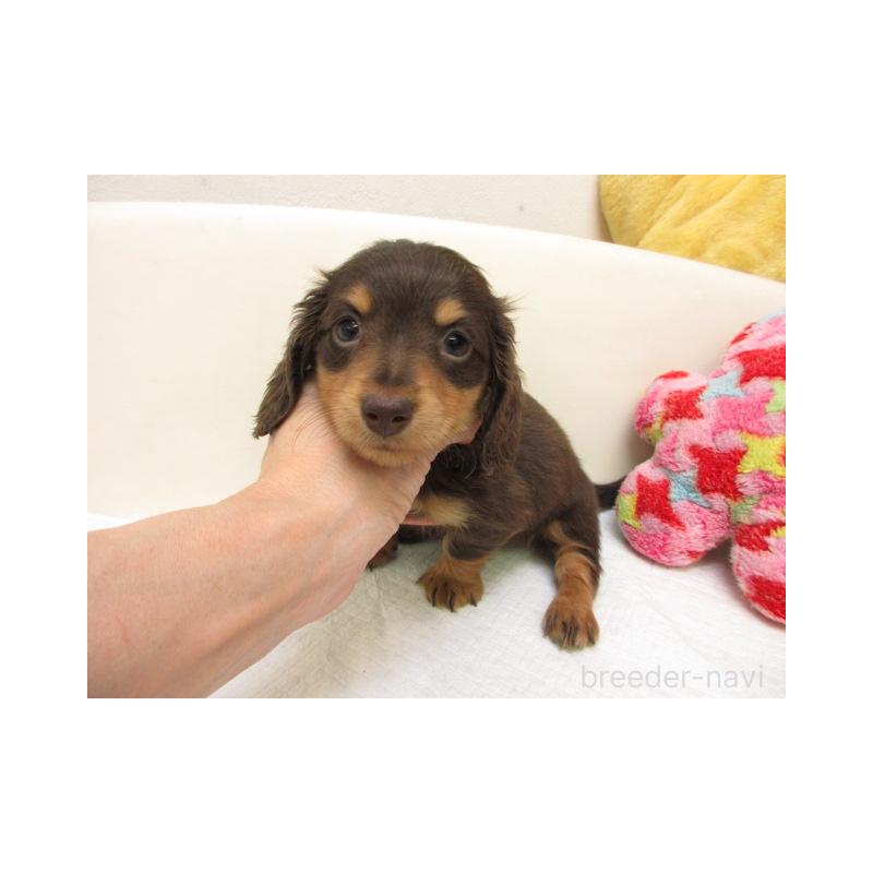 販売中の大阪府のミニチュアダックスフンド(ロングヘアード)-450920の2枚目