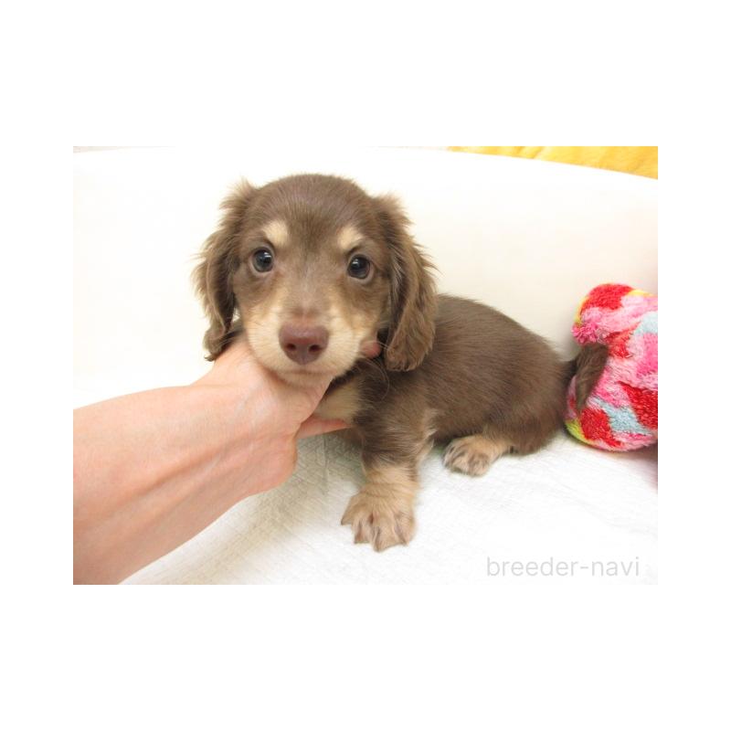 販売中の大阪府のミニチュアダックスフンド(ロングヘアード)-450923の1枚目