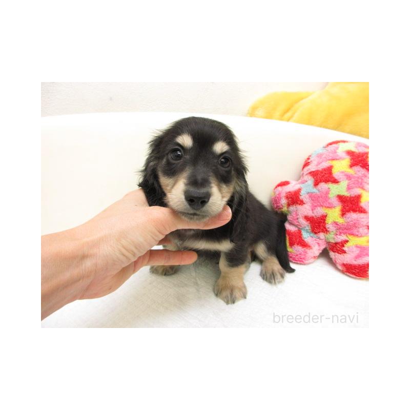 販売中の大阪府のミニチュアダックスフンド(ロングヘアード)-450924の2枚目