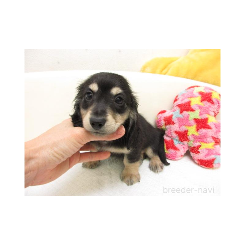 販売中の大阪府のミニチュアダックスフンド(ロングヘアード)-450924